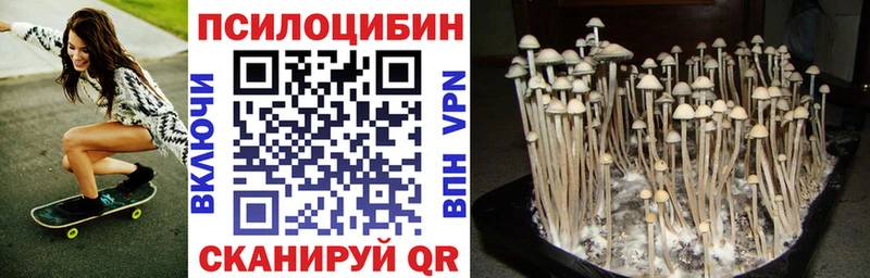 где купить наркотик  Сураж  Псилоцибиновые грибы Psilocybine cubensis 